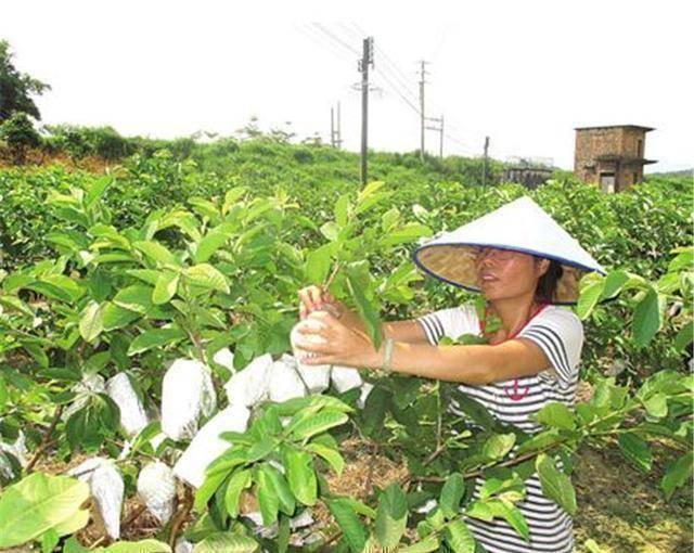 国外的“废材水果”曾经在国内风靡一时多米体育如今却成这样(图2)