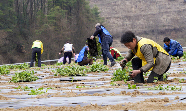 广元朝天：蔬菜种植忙 振兴产业旺多米体育(图1)