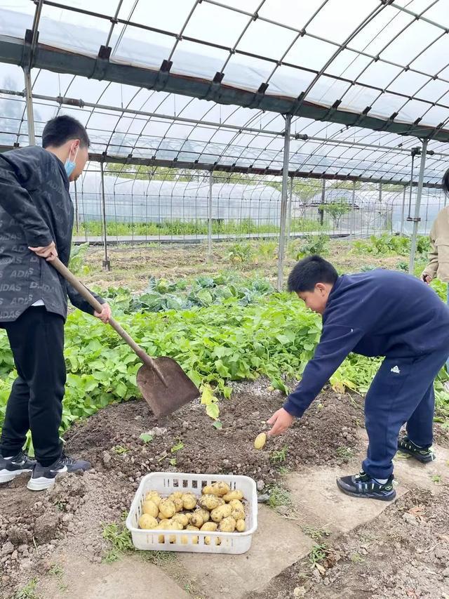 多米体育真稀奇！居然有“肉香味”的蔬菜(图4)