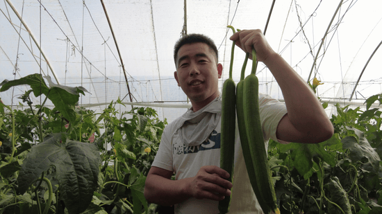 多米体育火焰山下大棚蔬菜抢“鲜”上市(图3)