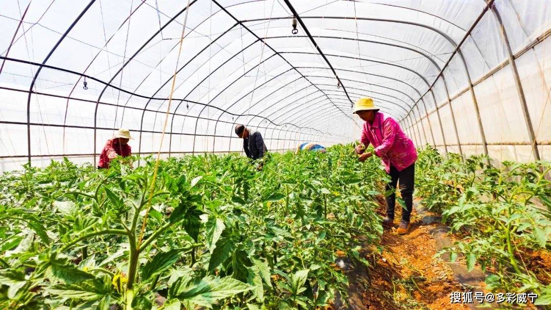 多米体育贵州威宁：岔河蔬菜种植鼓足群众“钱”袋子(图1)