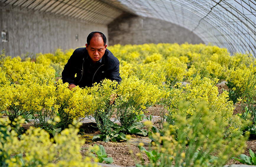 多米体育扎根泥土 育蔬菜良种(图1)