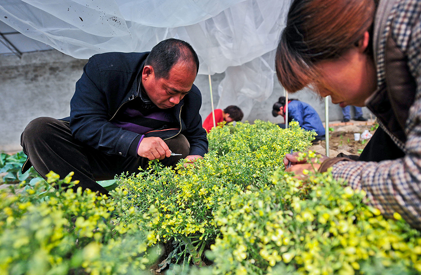 多米体育扎根泥土 育蔬菜良种(图2)