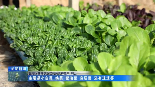 盆栽蔬菜引多米体育领种植新方向(图1)