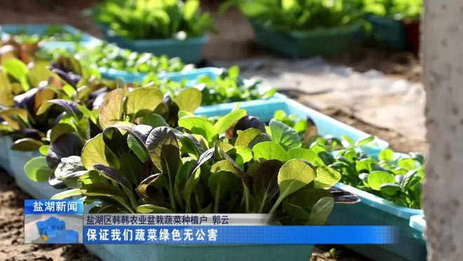 盆栽蔬菜引多米体育领种植新方向(图5)