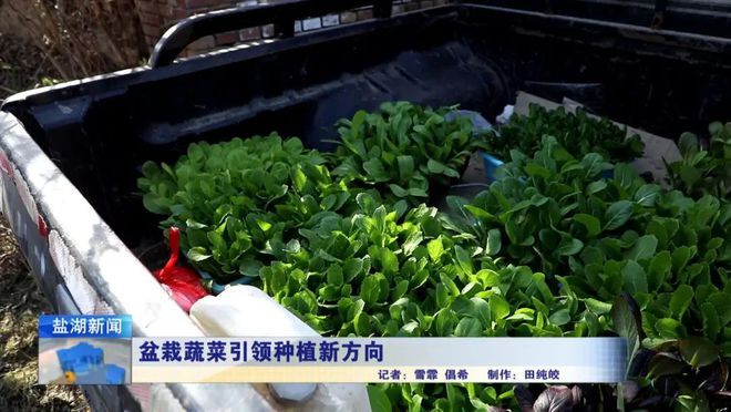 多米体育平台盆栽蔬菜引领种植新方向(图6)