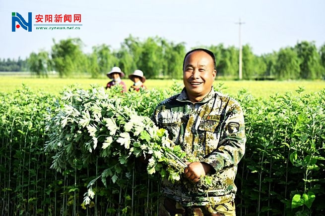 安阳汤阴：“千年仙草”托起“大产业”(图2)