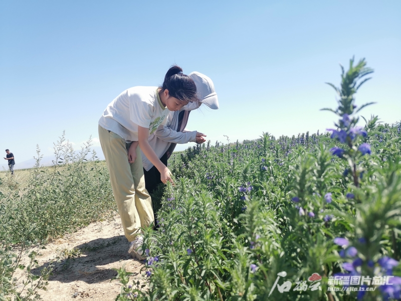 规范化种植 市场化运营 新疆持续夯实中药多米体育入口材产业基础(图3)