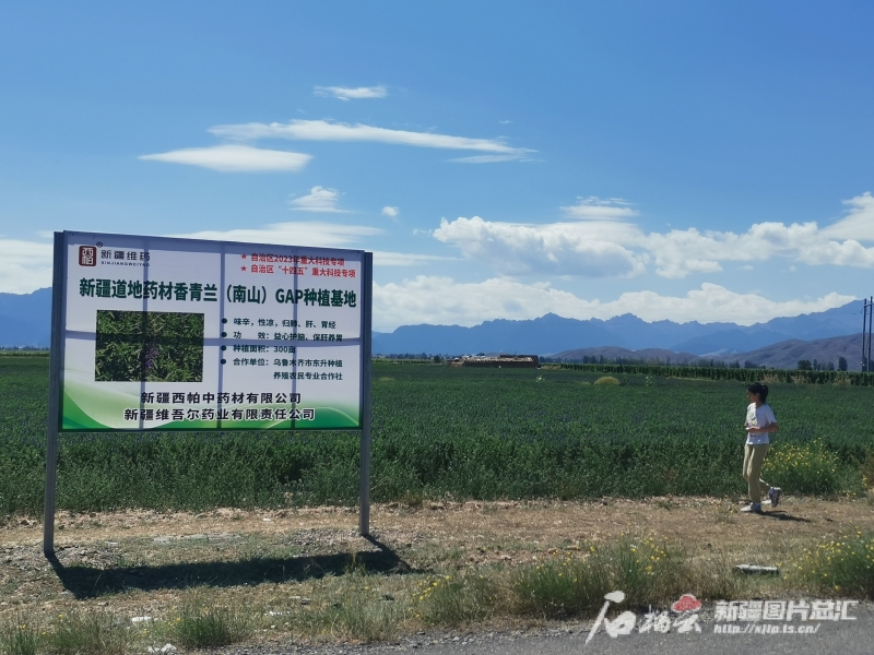 规范化种植 市场化运营 新疆持续夯实中药多米体育入口材产业基础(图4)