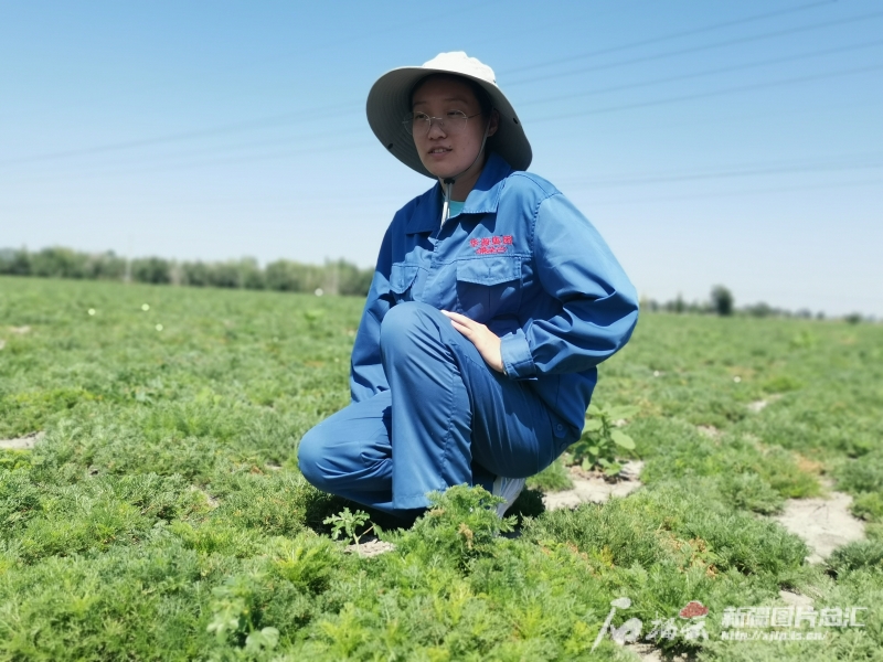 规范化种植 市场化运营 新疆持续夯实中药多米体育入口材产业基础(图5)