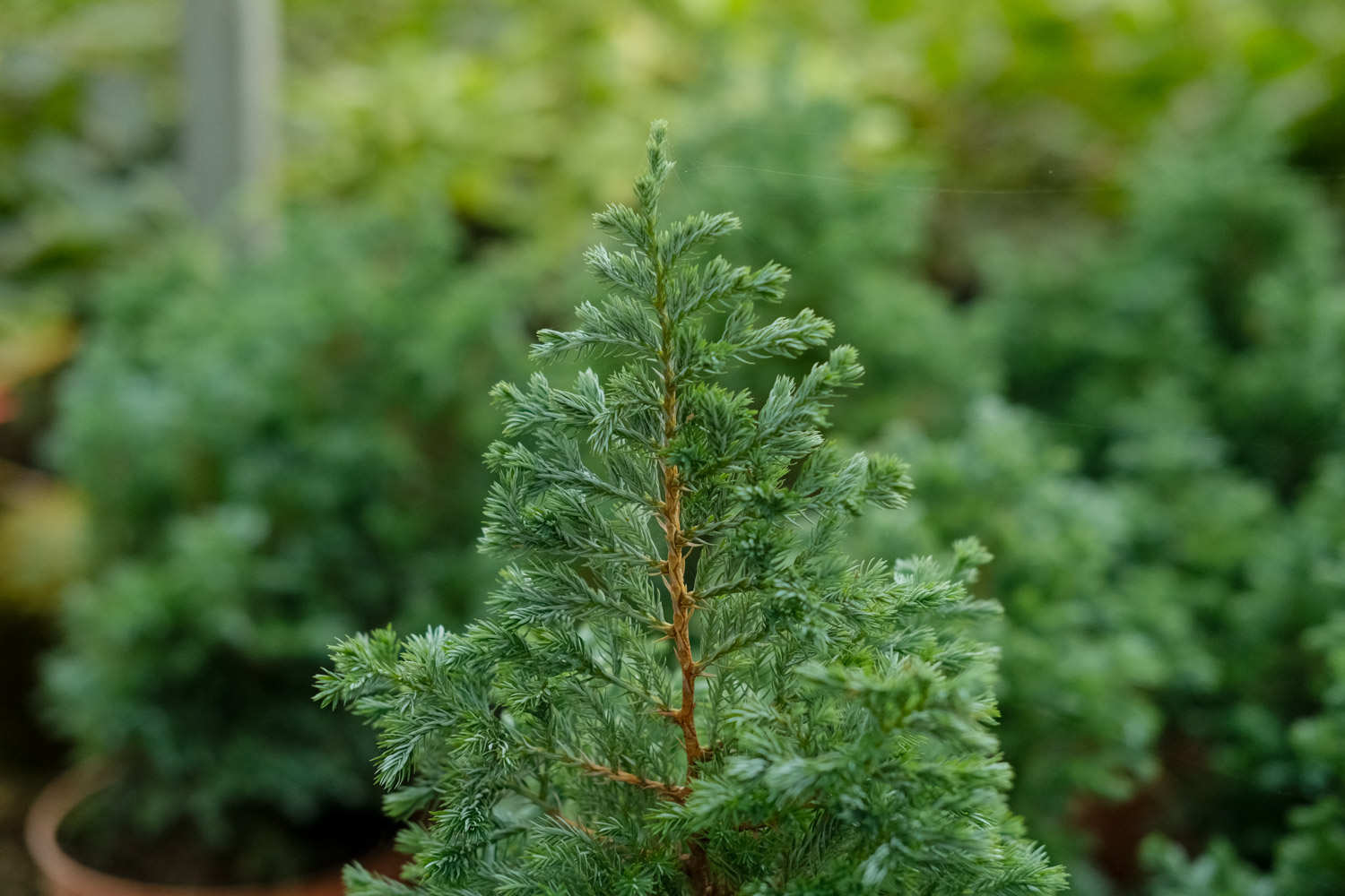 种植方法(图2)