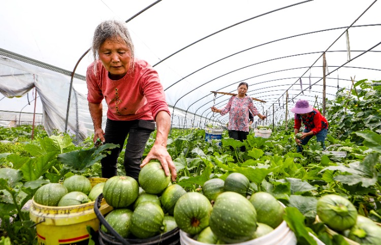 花溪区这个蔬菜种植基地靠小番茄闯出了乡村振兴“好路子”