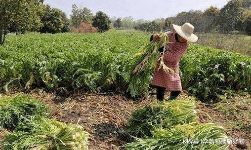 种植参考 2023年上半年涨幅100%的药材品种 亩收入高达45万元(图4)