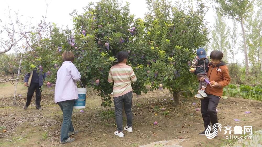 多米体育网址乐陵：多样化特色种植 拓宽群众致富路(图4)