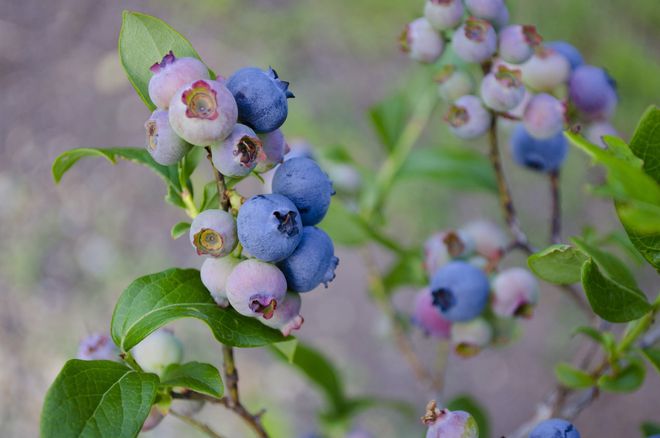 蓝莓什么时候种植最好？蓝莓的种植时间和方法(图3)