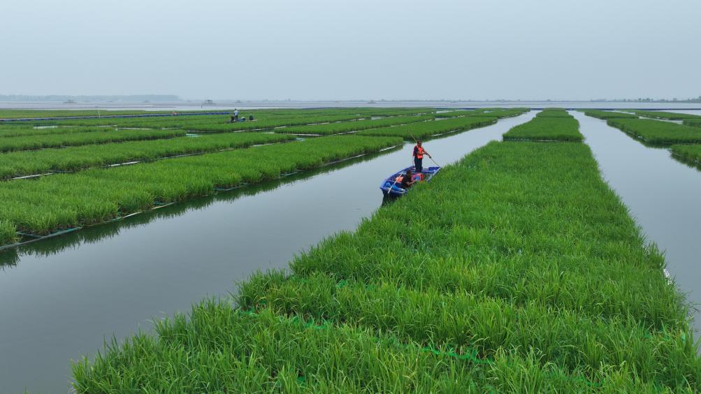 中国成功在大型煤田沉陷区上种植水稻(图2)