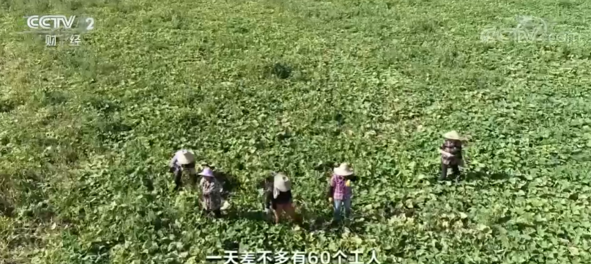 蔬菜种植基地战高温 保“菜篮子”供应(图2)