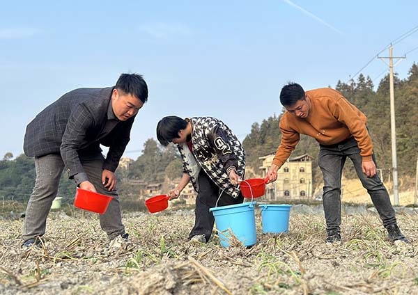 贵州台江：油菜种植扮新绿 不误农时不负耕(图2)