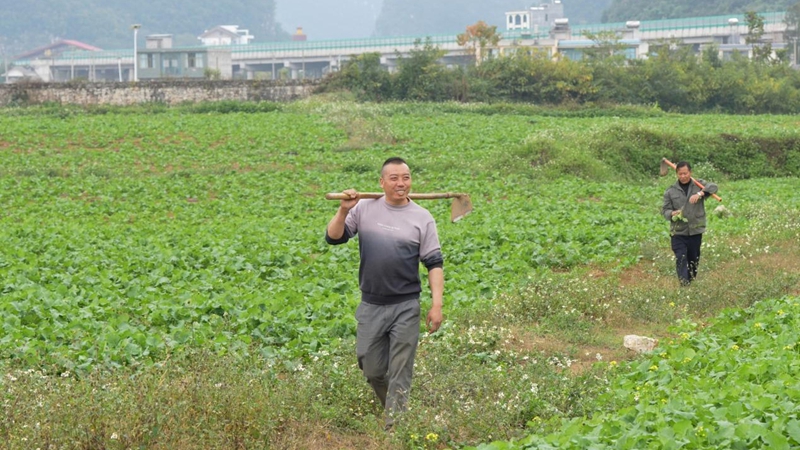 烟后种蔬菜 勤劳致富快(图1)