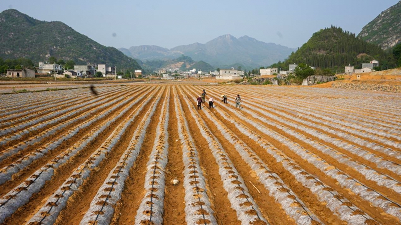 烟后种蔬菜 勤劳致富快(图2)