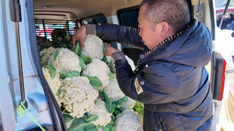 烟后种蔬菜 勤劳致富快(图3)