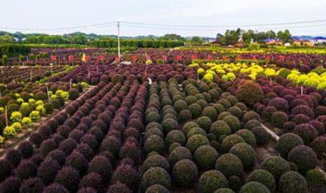 玉林花卉种植基地介绍页面(图1)