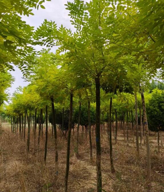 陕西榆林榆阳区花卉种植合作社详情介绍(图1)