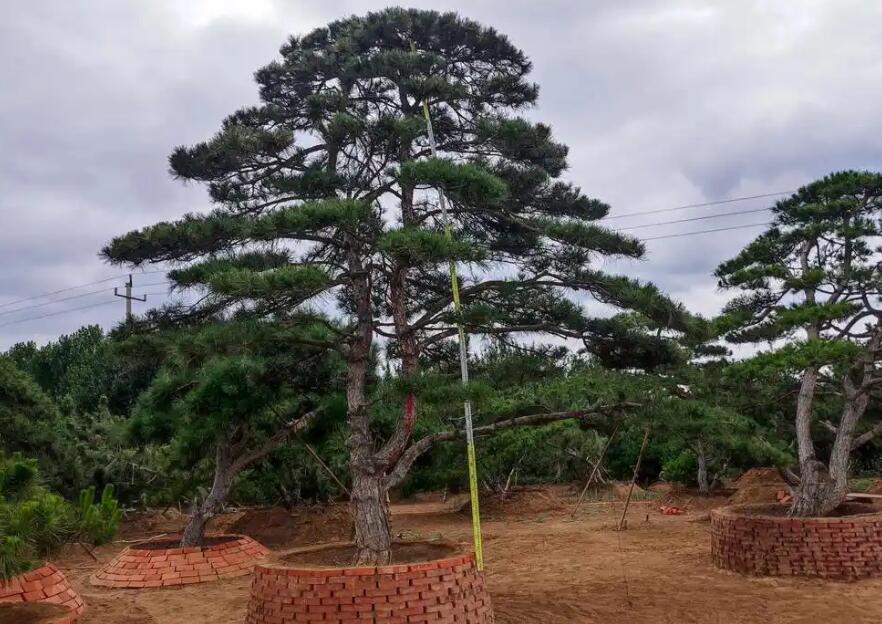 河北衡水阜城县苗圃种植合作社公司简介(图1)